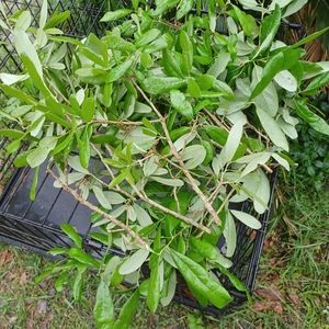 Huge bunch of live oak leaves with stems just cut today